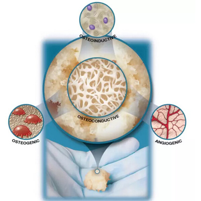 如果人类拥有壁虎般的再生能力 一场身体革命的奇幻体验